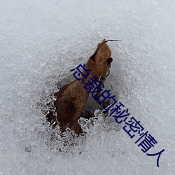 总裁的秘密情人 （临盆）