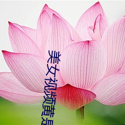 美女视频黄是免费视频
