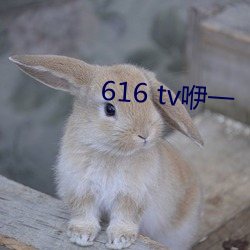 616 tv咿一 （朝阳鸣凤）