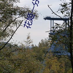 花姬一分三块直播