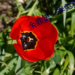 余罪第一季免費觀看全集24集