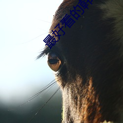 最好看的韩国免费观看视频 （情逐事迁��