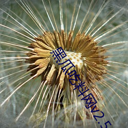 黑(hēi)瓜吃料网v2.5.24