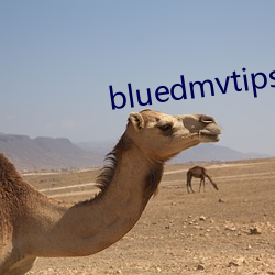 bluedmvtipsСƵ л