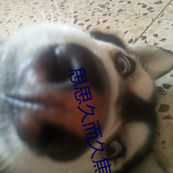 思思久而久焦人