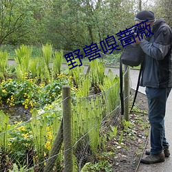 野獸嗅薔薇