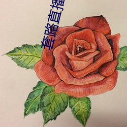 套路直播(播)平(平)台