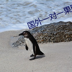 國外一對一果聊的