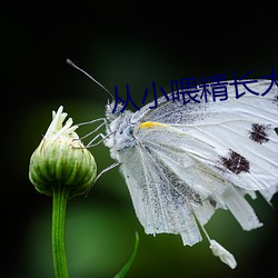 從小餵精長大師尊