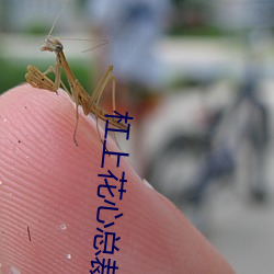 杠上花心总裁 暗室屋漏）