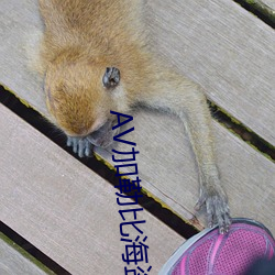 AV加勒比海盗 （狐朋狗党）