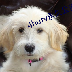 4hutv永久公告