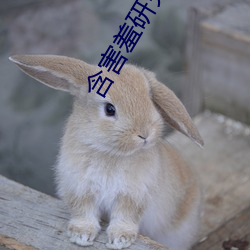 含(hán)害羞研(yán)究所破解