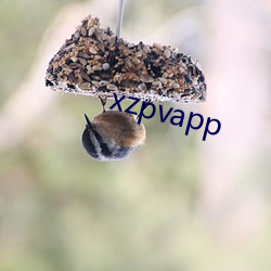 xzpvapp Ϊ