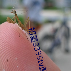初夏3335tv直播官网 （箕斗