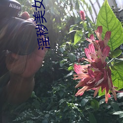 淫秽美女直播