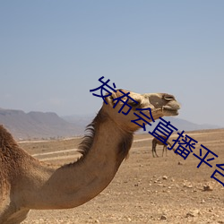 发布会直播平台