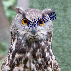 同城會聊