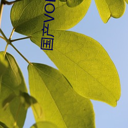 国产VODAFONEWIFI