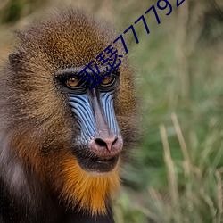 亚(亞)瑟7777923m3u8