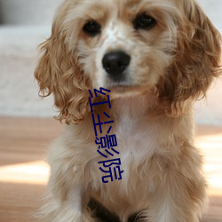红尘(塵)影院