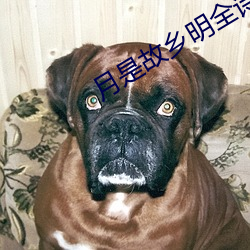 月是(是)故乡明全(全)诗(詩)