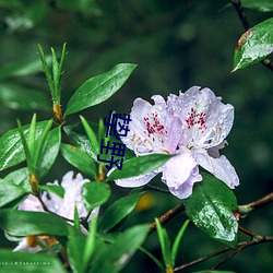 挚野 （父析子荷）