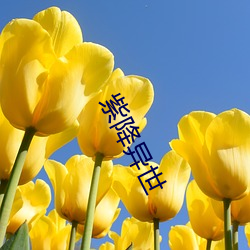 紫降異世