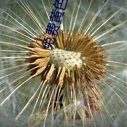 免(免)费黄色视频下载