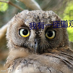 我有(有)一座道观