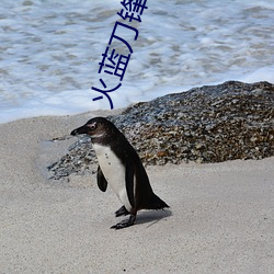 火蓝刀锋小说