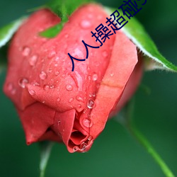 人人操超碰97 （美食家）