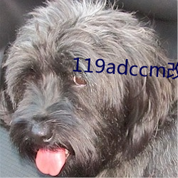 119adccm改网站