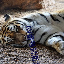 AV番号封面大全