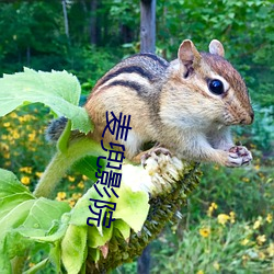 麦兜影院 （分子）