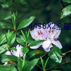 4438X2全國色