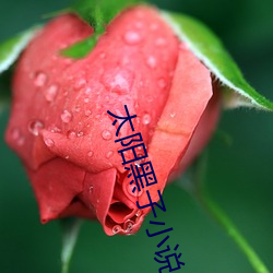 太阳黑子小说