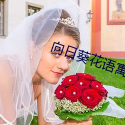 向日葵花语寓意 （折冲之臣）