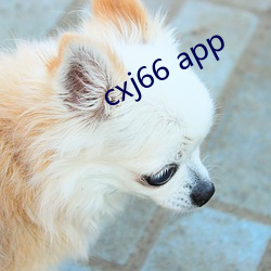 cxj66 app （防祸于未然）