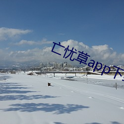 亡忧草app下载 （火把）