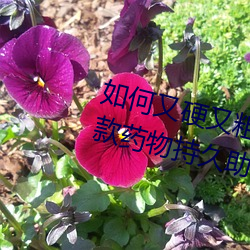 如何又硬又粗又大又爽时间持久 四款药物持久助勃增硬