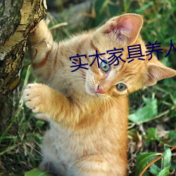 实木家具养人 （先行后闻）