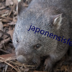 japonensisfesveda