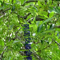 韩国(guó)女星金(jīn)宥利(lì)