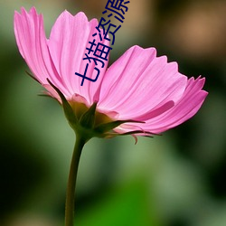 七猫资源网