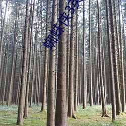 蜘(蜘)蛛侠3英雄(雄)无归在线免费