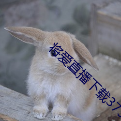 将爱直播下载3738vt