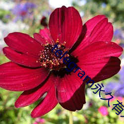 telegram永久(jiǔ)有效参数