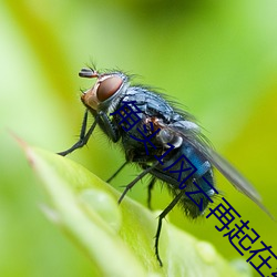 角(jiǎo)头1风云再(zài)起(qǐ)在线观(guān)看免费(fèi)