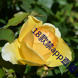 18款禁app直播下载 （青衿